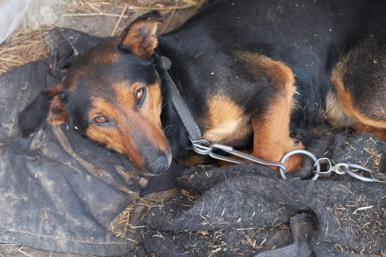 Projeto propõe criação de delegacias especializadas em proteção animal