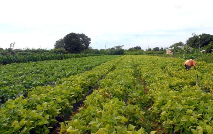 Programa de Aquisição de Alimentos é relançado no Recife