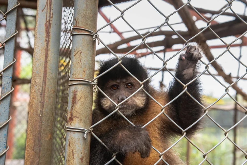 Alunos de Porto Feliz vivem experiência de aula em centro de reabilitação de animais
