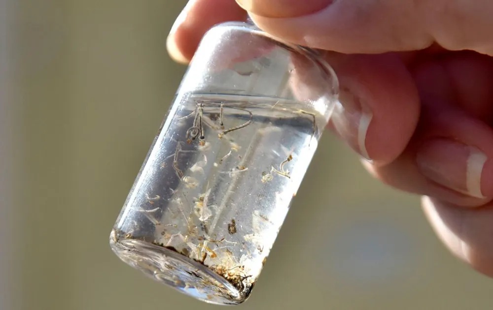 Morre primeira vítima de dengue em Jundiaí;vítima era da Zona Oeste