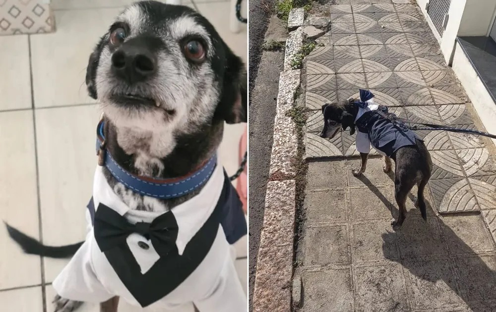Theodoro, um cão mimado que seria pajem, fugiu deixando noivos e padre na espera