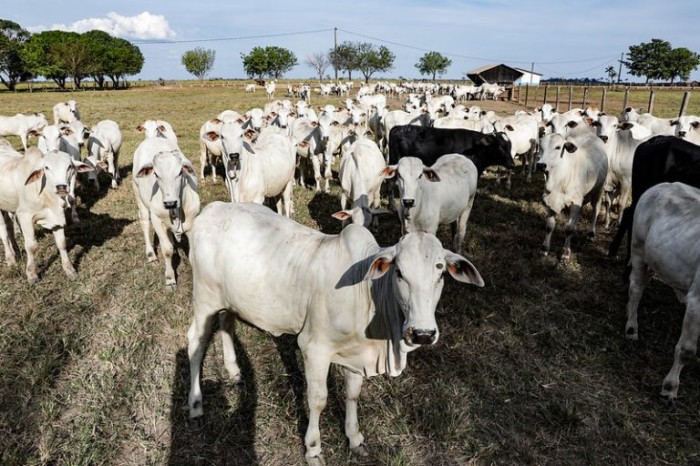 Comissão debate embargos a propriedades rurais na região do Amazonas