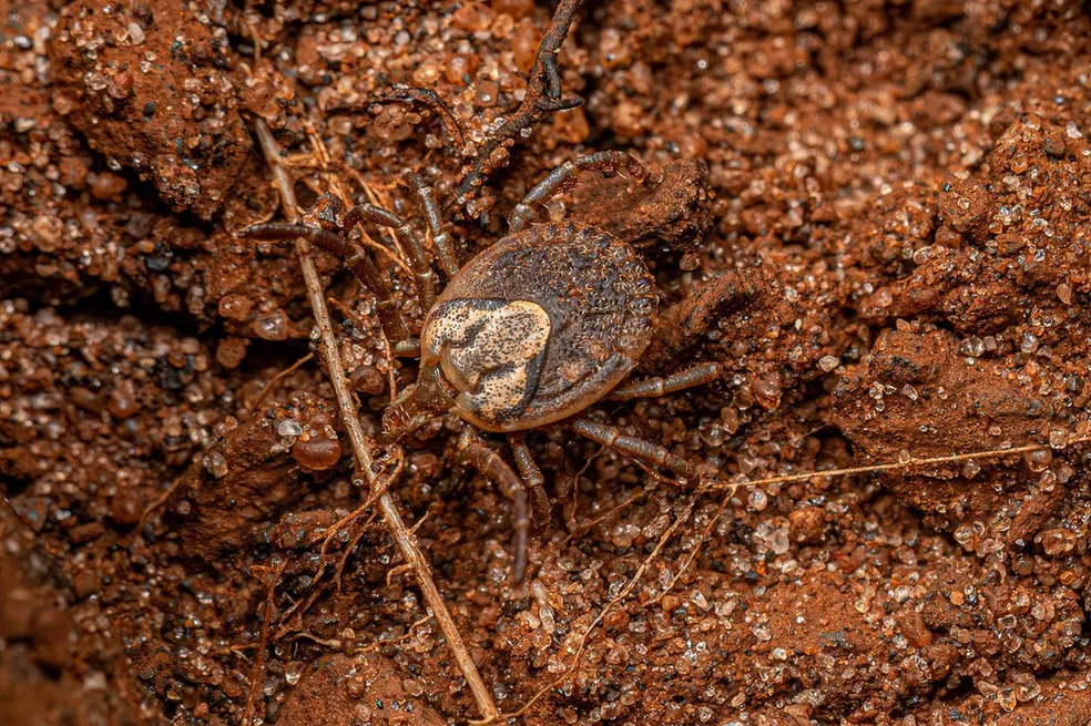 Jundiaí investiga vários casos suspeitos de febre maculosa