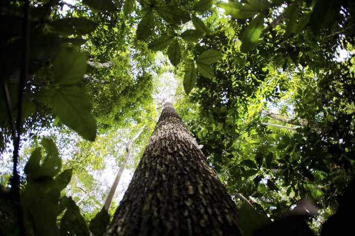 Final de competição sobre mapeamento de biodiversidade será no Brasil