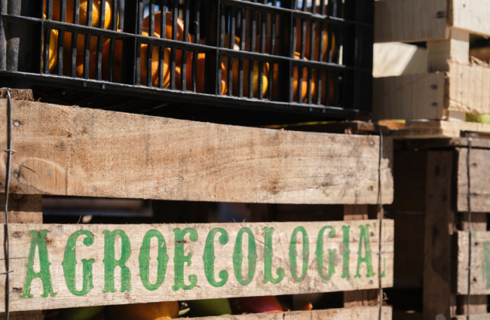 Produtores rurais de SP promovem transformações sociais e ambientais com a agroecologia