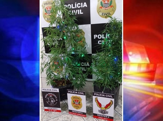 Pés de maconha usados como árvores de natal são apreendidos; tinham até pisca pisca