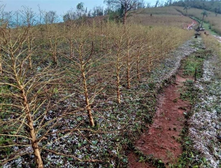 Comissão de Agricultura debate impacto das chuvas em Minas Gerais
