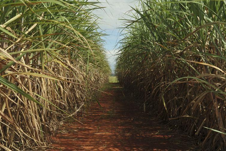 Safra de cana-de-açúcar deve ser de 598 milhões de toneladas